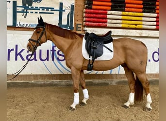 Tsjechisch warmbloed, Ruin, 11 Jaar, 167 cm, Vos