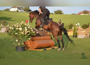 Tschechisches Warmblut, Wallach, 13 Jahre, 172 cm, Dunkelbrauner