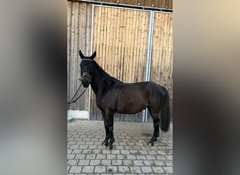 Tsjechisch warmbloed, Ruin, 14 Jaar, 154 cm, Zwartbruin
