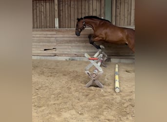 Tsjechisch warmbloed, Ruin, 15 Jaar, 173 cm, Vos