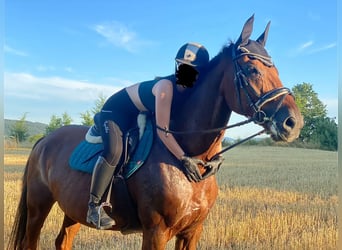 Tsjechisch warmbloed, Ruin, 15 Jaar, 175 cm, Donkere-vos