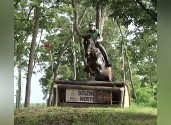 Tsjechisch warmbloed, Ruin, 16 Jaar, 178 cm, Donkerbruin