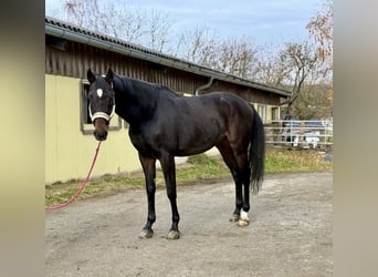 Tsjechisch warmbloed, Ruin, 16 Jaar, 178 cm, Donkerbruin