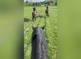 Tsjechisch warmbloed, Ruin, 16 Jaar, 178 cm, Donkerbruin