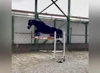 Tsjechisch warmbloed, Ruin, 16 Jaar, 178 cm, Donkerbruin