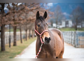 Tsjechisch warmbloed, Ruin, 21 Jaar, 169 cm, Donkerbruin