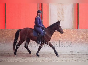 Tsjechisch warmbloed, Ruin, 4 Jaar, 162 cm, Bruin