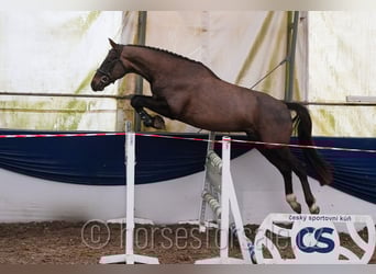 Tsjechisch warmbloed, Ruin, 4 Jaar, 165 cm, Donkere-vos
