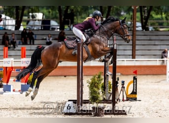 Tschechisches Warmblut, Wallach, 4 Jahre, 167 cm, Brauner