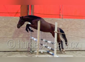 Tsjechisch warmbloed, Ruin, 4 Jaar, 167 cm, Bruin