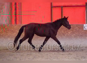 Tsjechisch warmbloed, Ruin, 4 Jaar, 167 cm, Bruin