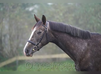 Tschechisches Warmblut, Wallach, 4 Jahre, 175 cm, Brauner