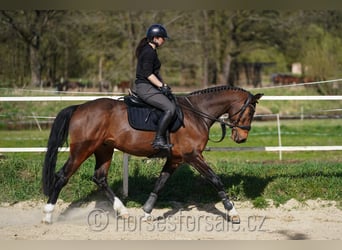 Tsjechisch warmbloed, Ruin, 5 Jaar, 165 cm, Bruin