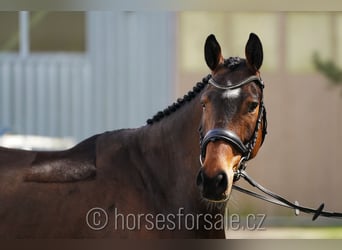 Tsjechisch warmbloed, Ruin, 5 Jaar, 165 cm, Bruin