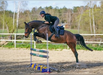 Tsjechisch warmbloed, Ruin, 5 Jaar, 165 cm, Bruin