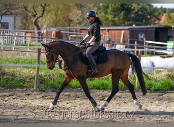 Tsjechisch warmbloed, Ruin, 5 Jaar, 165 cm, Bruin