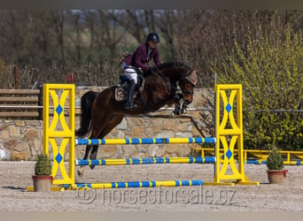 Tsjechisch warmbloed, Ruin, 5 Jaar, 165 cm, Bruin