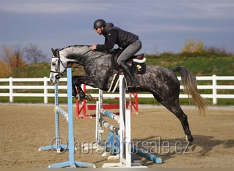 Tsjechisch warmbloed, Ruin, 5 Jaar, 165 cm, Schimmel
