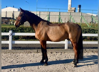 Tsjechisch warmbloed, Ruin, 5 Jaar, 170 cm, Bruin