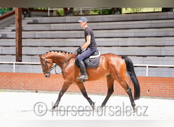 Tsjechisch warmbloed, Ruin, 6 Jaar, 165 cm, Bruin