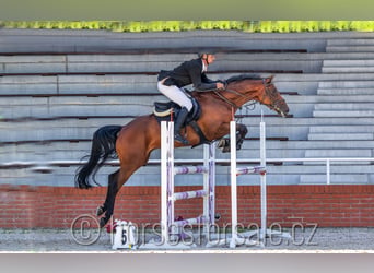 Tsjechisch warmbloed, Ruin, 6 Jaar, 165 cm, Bruin