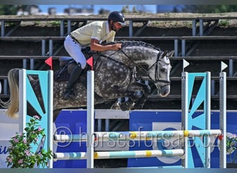 Tsjechisch warmbloed, Ruin, 6 Jaar, 165 cm, Schimmel