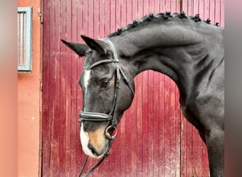 Tsjechisch warmbloed, Ruin, 6 Jaar, 169 cm, Donkerbruin
