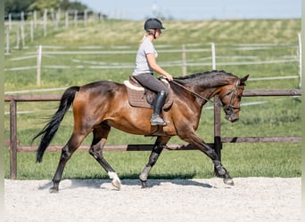 Tsjechisch warmbloed, Ruin, 6 Jaar, 169 cm, Roodbruin