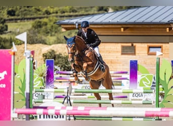 Tsjechisch warmbloed, Ruin, 6 Jaar, 170 cm, Donkere-vos