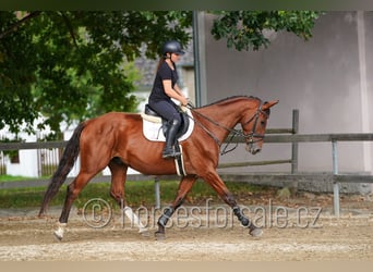 Tsjechisch warmbloed, Ruin, 6 Jaar, 171 cm, Bruin