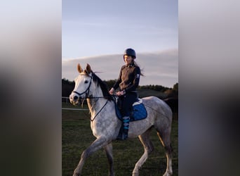 Tsjechisch warmbloed, Ruin, 6 Jaar, 180 cm, Schimmel