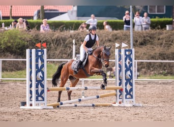Tsjechisch warmbloed Mix, Ruin, 7 Jaar, 155 cm, Roodbruin