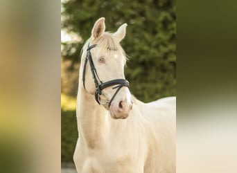 Tsjechisch warmbloed, Ruin, 7 Jaar, 164 cm, Palomino
