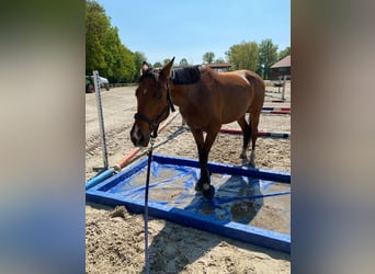 Tsjechisch warmbloed, Ruin, 7 Jaar, 165 cm, Bruin