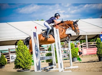 Tsjechisch warmbloed, Ruin, 7 Jaar, 165 cm, Bruin