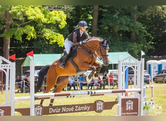 Tsjechisch warmbloed, Ruin, 7 Jaar, 167 cm, Bruin