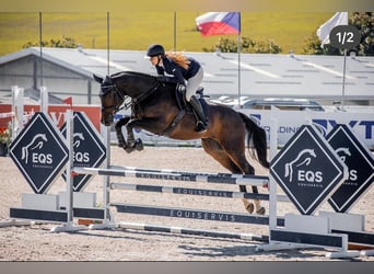 Tsjechisch warmbloed, Ruin, 7 Jaar, 167 cm, Donkerbruin