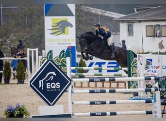 Tsjechisch warmbloed, Ruin, 7 Jaar, 167 cm, Donkerbruin