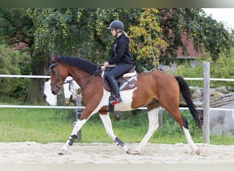 Tsjechisch warmbloed, Ruin, 7 Jaar, 167 cm, Gevlekt-paard