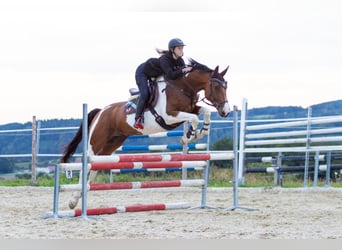 Tsjechisch warmbloed, Ruin, 7 Jaar, 167 cm, Gevlekt-paard