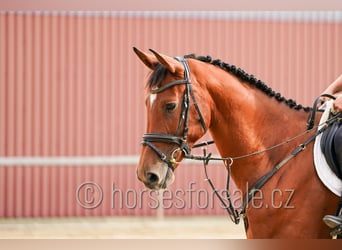 Tsjechisch warmbloed, Ruin, 7 Jaar, 171 cm, Bruin