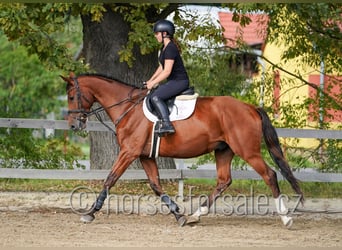 Tsjechisch warmbloed, Ruin, 7 Jaar, 171 cm, Bruin