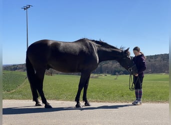 Tsjechisch warmbloed, Ruin, 8 Jaar, 161 cm, Zwart