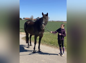 Tsjechisch warmbloed, Ruin, 8 Jaar, 161 cm, Zwart