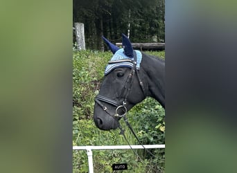 Tschechisches Warmblut, Wallach, 8 Jahre, 164 cm, Rappe