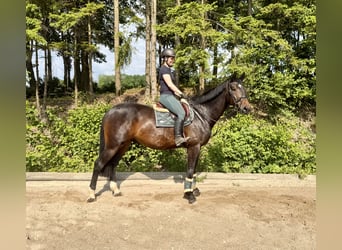 Tsjechisch warmbloed, Ruin, 8 Jaar, 174 cm, Donkerbruin