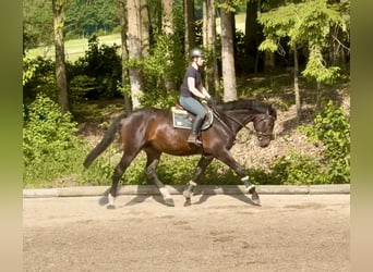 Tsjechisch warmbloed, Ruin, 8 Jaar, 174 cm, Donkerbruin