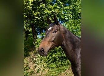 Tsjechisch warmbloed, Ruin, 8 Jaar, 174 cm, Donkerbruin