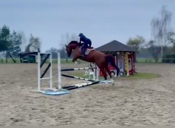 Tsjechisch warmbloed, Ruin, 8 Jaar, 180 cm, Vos