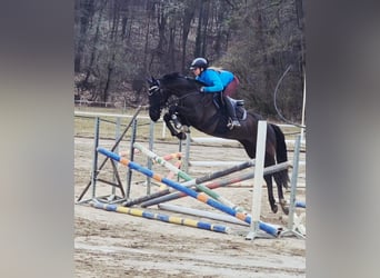 Tsjechisch warmbloed, Ruin, 9 Jaar, 164 cm, Donkerbruin
